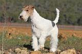 FOX TERRIER 398